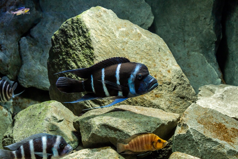 Cyphotilapia gibberosa 'Kapampa'